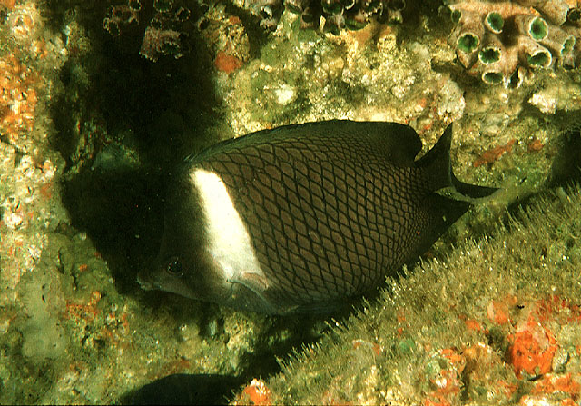 Chaetodon dialeucos (Pesce farfalla dell'Oman)